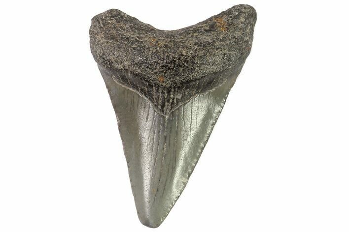 Baby Megalodon Tooth - Georgia #83713